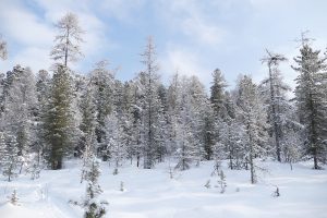 Zimný sibírsky les v Barguzinskom národnom parku